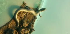 Many-lined Skink thumbnail 3