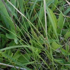 Limestone Meadow sedge thumbnail 2