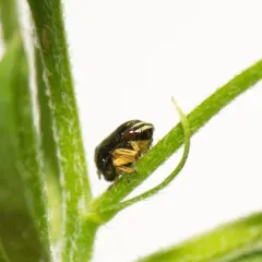 Dogwood Spittlebug thumbnail 3