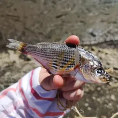 Shiner Surfperch thumbnail 2