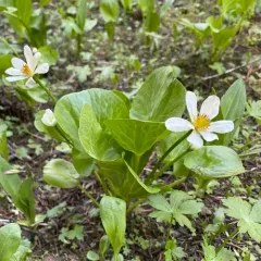 white marsh marigold thumbnail 2