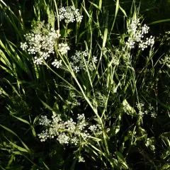 Caraway thumbnail 4