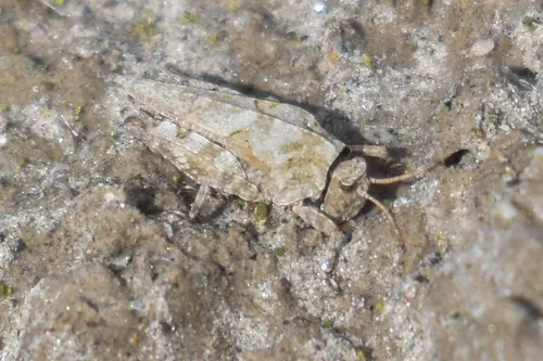 Brunner's Grouse Locust