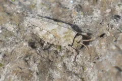 Brunner's Grouse Locust thumbnail 1