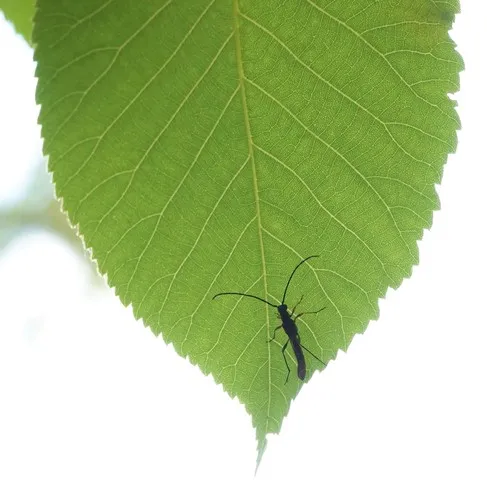 Slender Long-horned Beetle