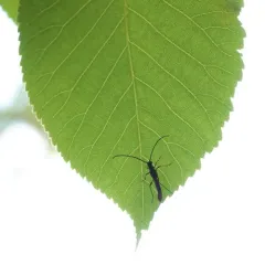 Slender Long-horned Beetle thumbnail 1