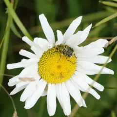 Bee-like Flower Scarab thumbnail 4