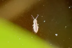 Isotomurus tricolor thumbnail 2