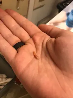 California Pink Glowworm thumbnail 1