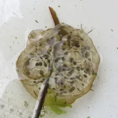 Northwestern Salamander thumbnail 1