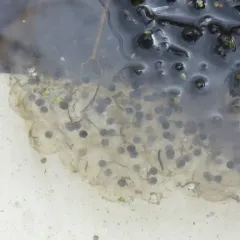 Northern Red-legged Frog thumbnail 4