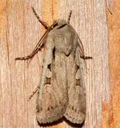 Euxoa tristicula thumbnail 3