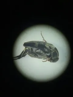 Mordella insulata thumbnail 3