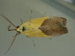Half-yellow Moth thumbnail 2