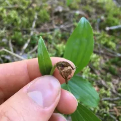 Ram's-head Lady's Slipper thumbnail 3