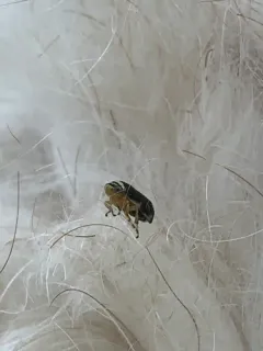 Clastoptera testacea thumbnail 2