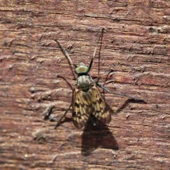 Lesser Variegated Snipe Fly thumbnail 3