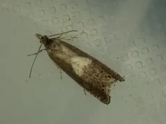 Dichrorampha simulana thumbnail 3