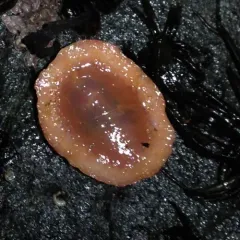 armored sea cucumber thumbnail 2