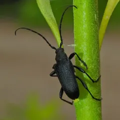 Neanthophylax tenebrosus thumbnail 3