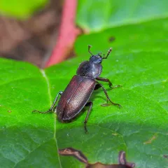 Platyceroides laticollis thumbnail 4