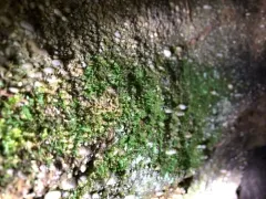 Appalachian shoestring fern thumbnail 1