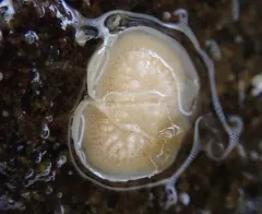 Patinella verrucaria thumbnail 2