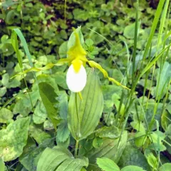 mountain lady's-slipper thumbnail 4