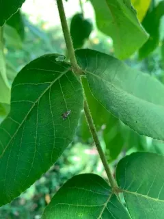 Holophysis emblemella thumbnail 4