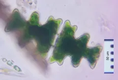 Euastrum pinnatum thumbnail 2