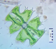Micrasterias depauperata thumbnail 1