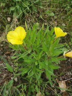 bigfruit evening primrose thumbnail 2