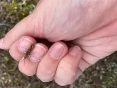 Oldtimer Northern Caddisfly thumbnail 2
