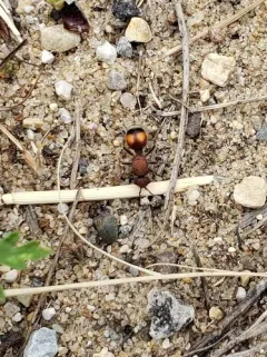 Dasymutilla canella thumbnail 4