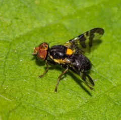 Cherry fruit fly thumbnail 3