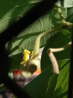 woolly Dutchman's pipe thumbnail 4