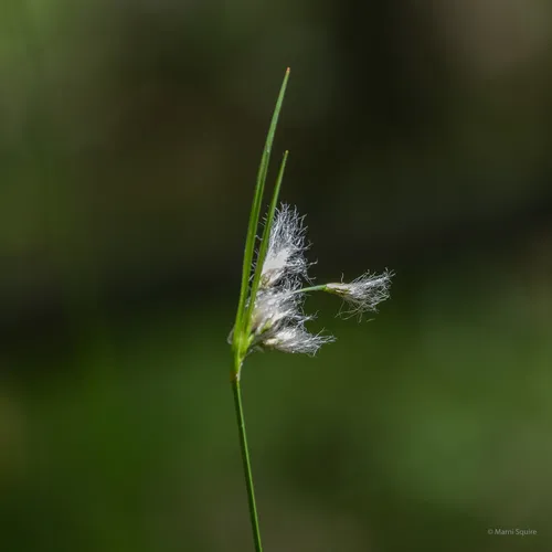 green-keeled cottongrass