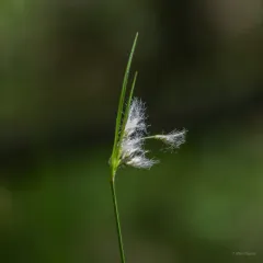 green-keeled cottongrass thumbnail 1