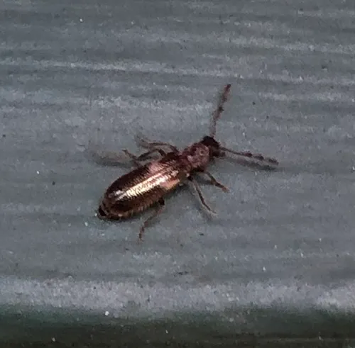 Boschella fasciata