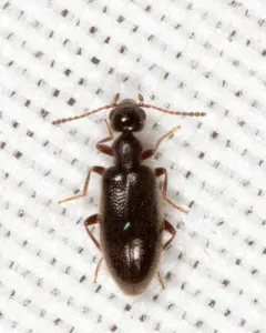 Tawny-legged Ant-like Flower Beetle thumbnail 3