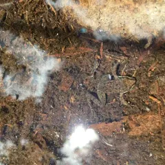 Cascades Frog thumbnail 4