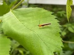Oberea deficiens thumbnail 2