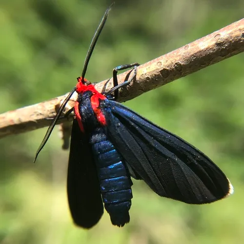 White-tipped Ctenucha