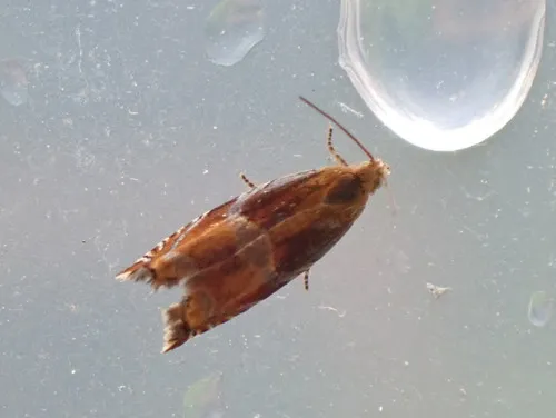 Raspberry Leaffolder Moth