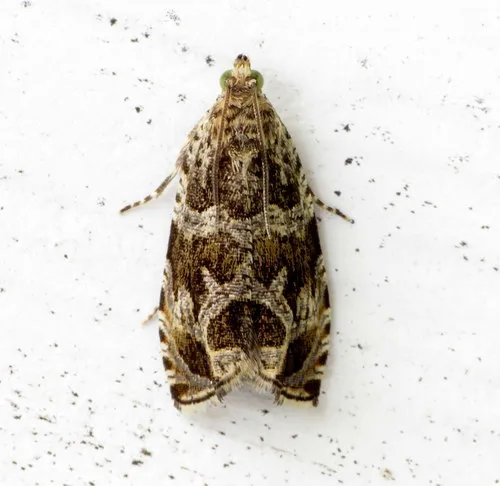 Raspberry Leafroller Moth