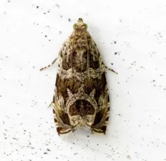 Raspberry Leafroller Moth thumbnail 1