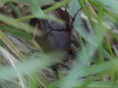 Orizabus pyriformis thumbnail 4