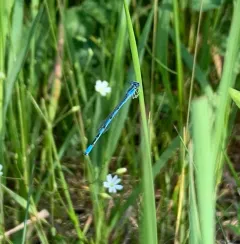 Double-striped Bluet thumbnail 2