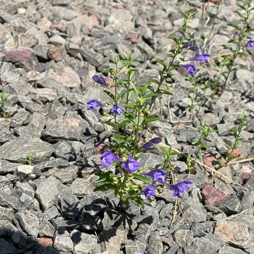 Narrowleaf Skullcap