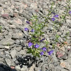 Narrowleaf Skullcap thumbnail 1